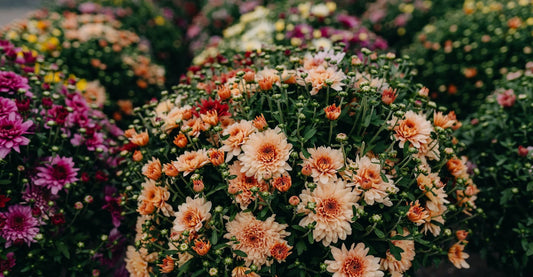 How to Care for Your Mums