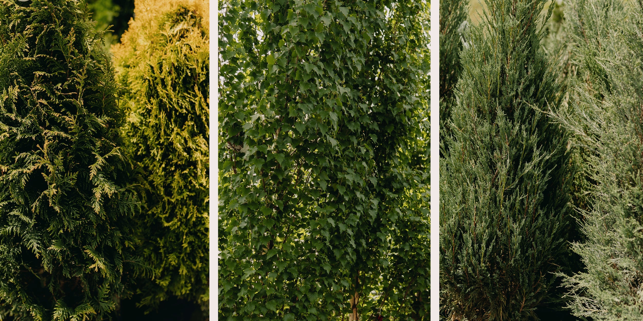 Planting for Privacy: The Best Trees for a Natural Screen – Down to ...