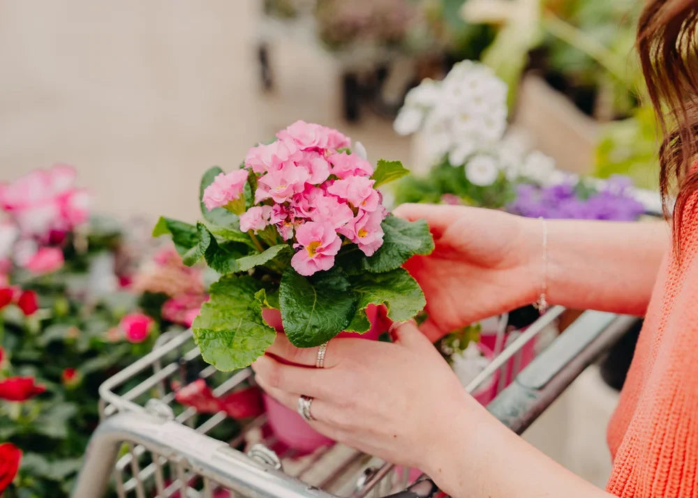 Why Live Plants Make the Best Presents