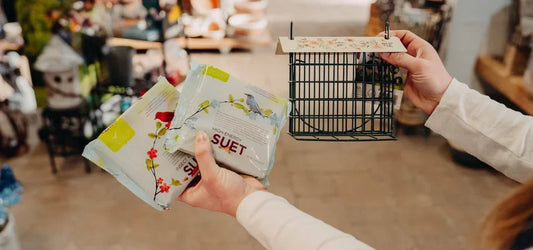 Winter Bird Feeding: Why Suet is a Must-Have