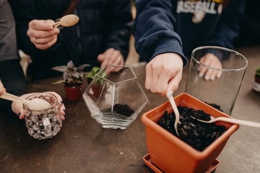 Terrarium 101: How to Build Your Own Miniature Garden