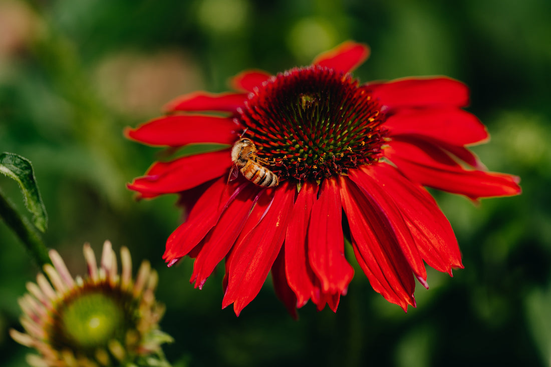 Perennials Pollinators Love!