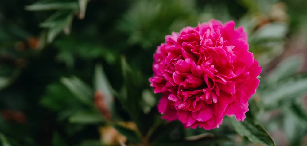 Pretty Peonies