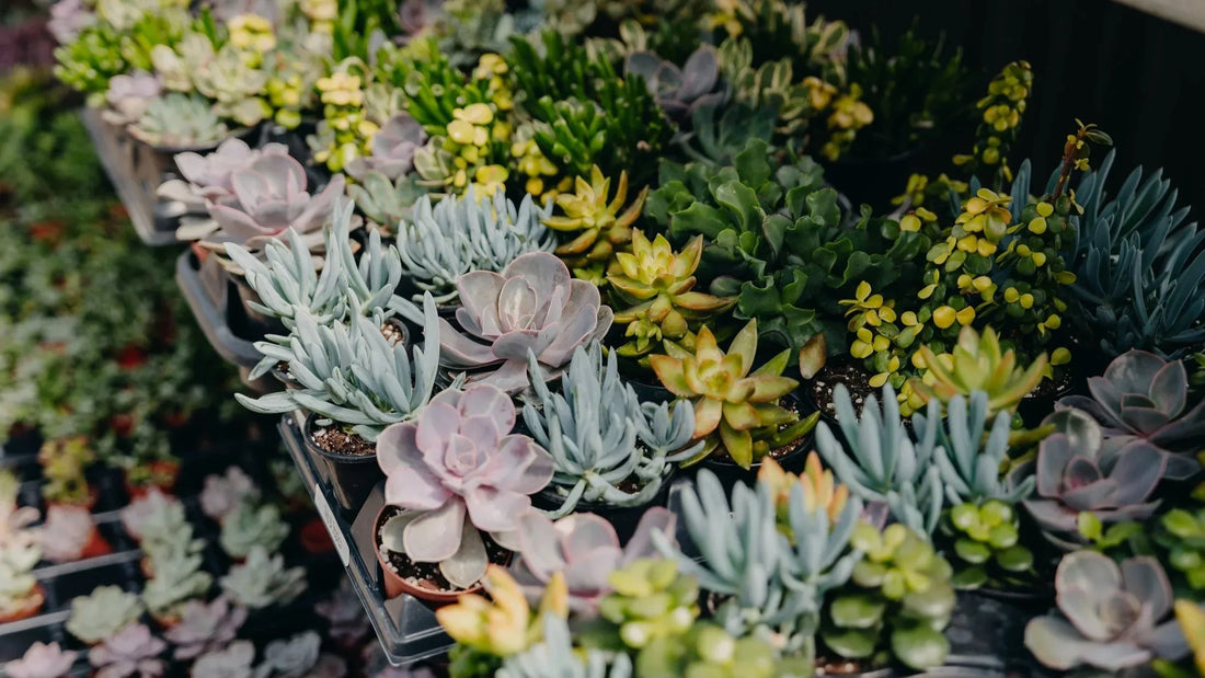 Bringing Your Houseplants Back Indoors: How to Help Them Thrive All Winter Long