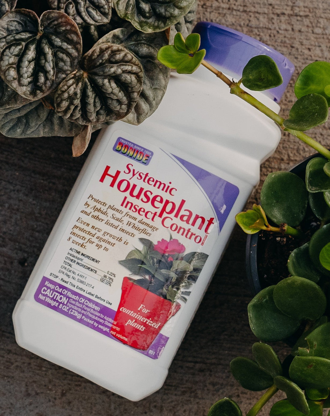 Winter Watch: Essential Pest Control for Your Indoor Plants