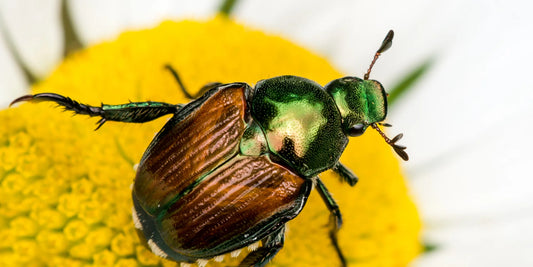 The Year of the Japanese Beetle…
