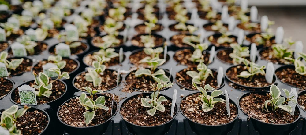 Seed Starting 101