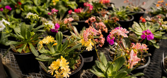 Fresh Plants All Season Long: How We Keep It Growing