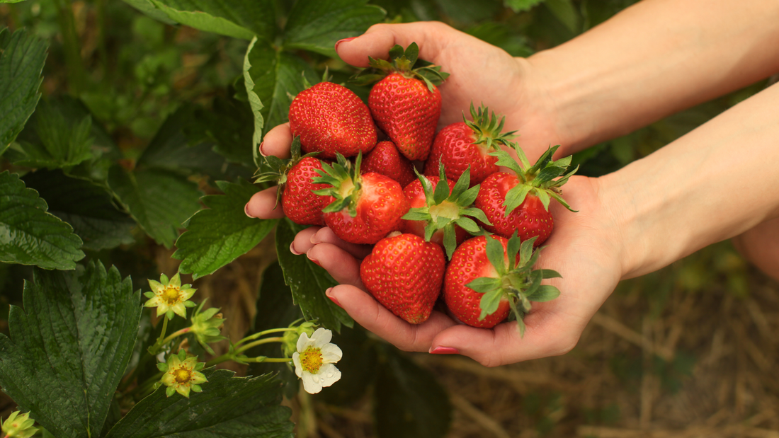 Grow Your Own Sweet Harvest: Small Fruits That Keep on Giving