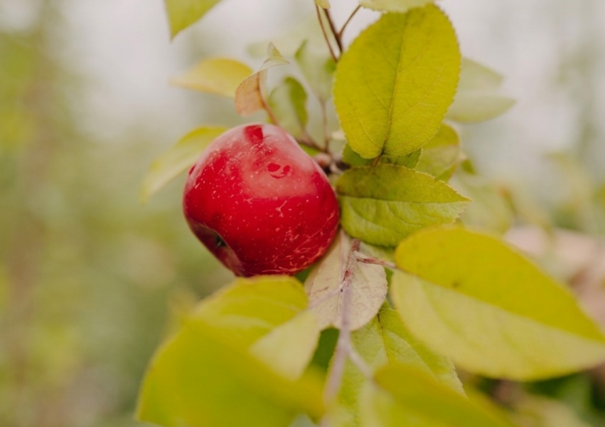 Fruit Trees: Plant Now, Thank Yourself Later