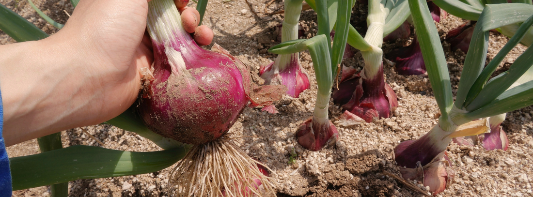 Growing Onions & Potatoes: A Simple Guide for a Successful Harvest
