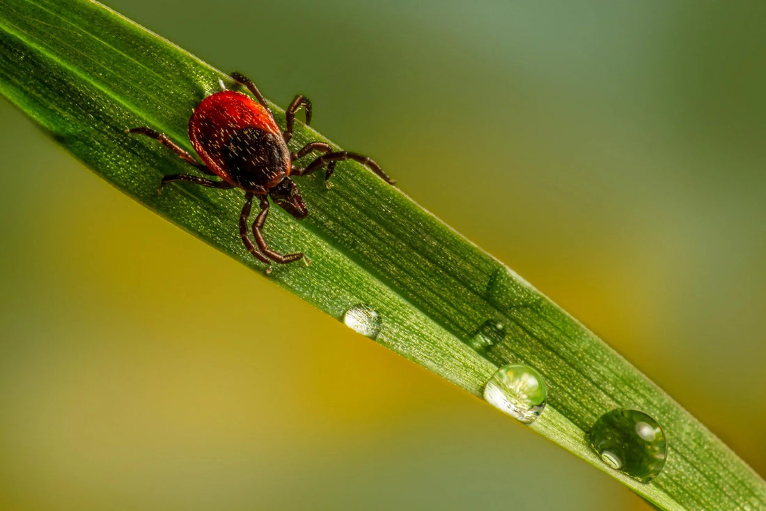 Tick + Mosquito Season is Here!
