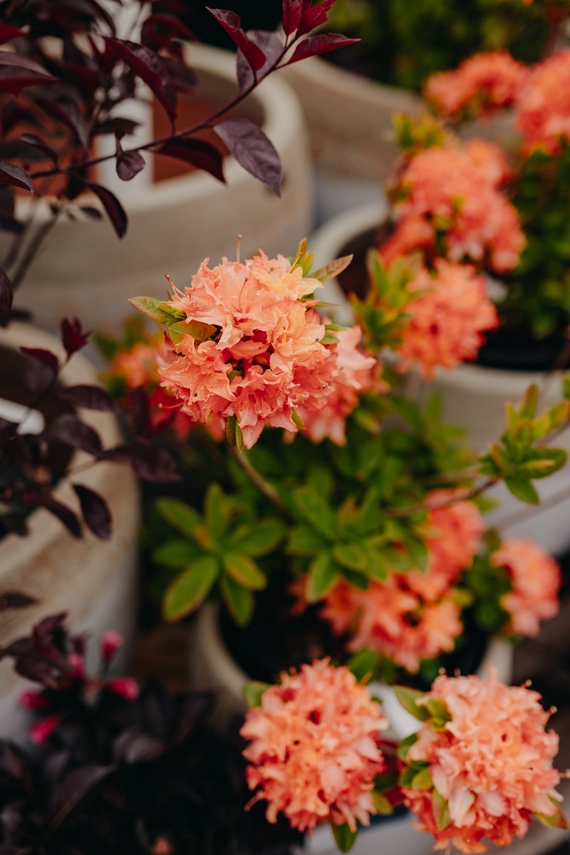 All Shrubs