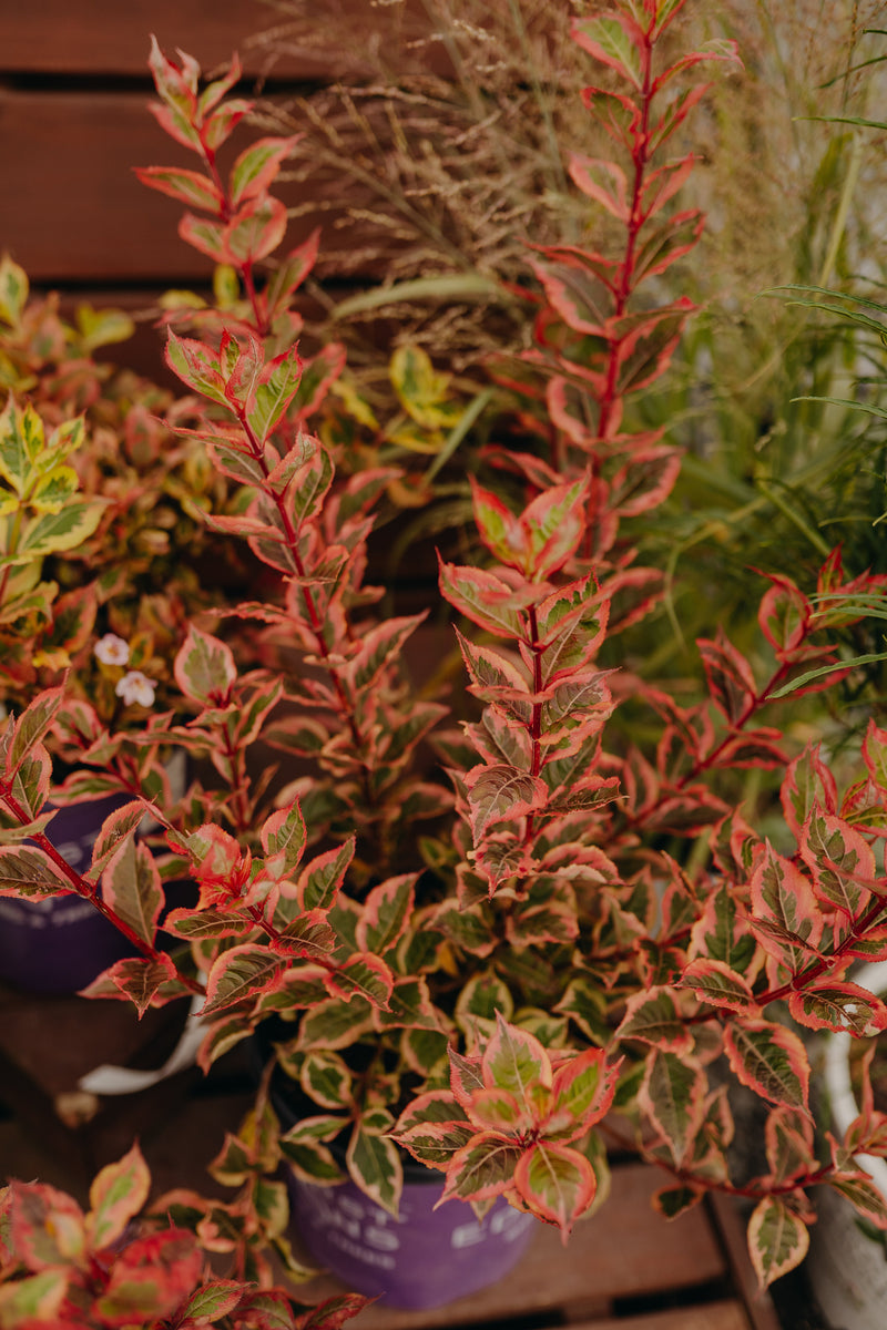 Foliage Shrubs