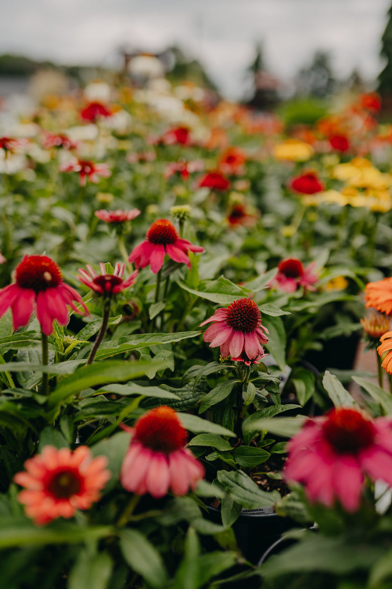 Sun Loving Perennials