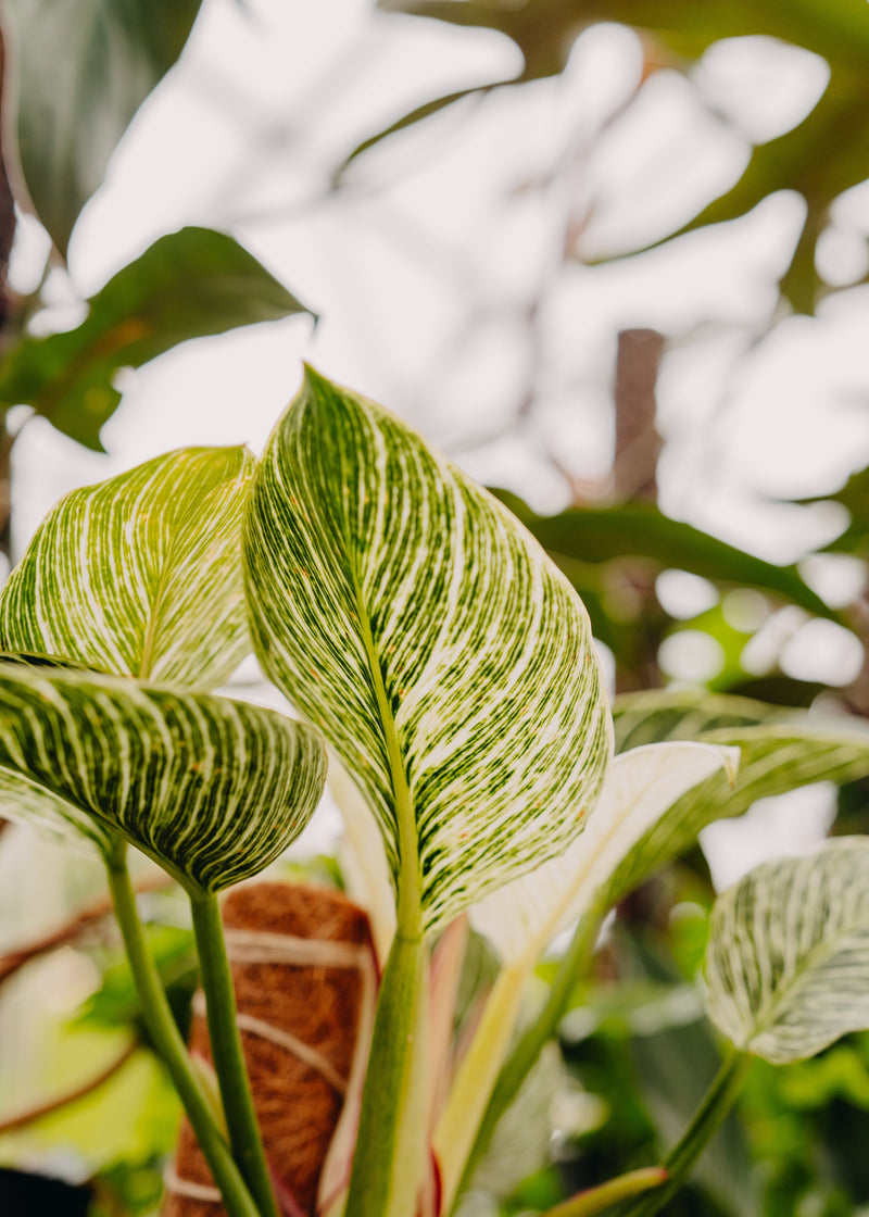 All Houseplants