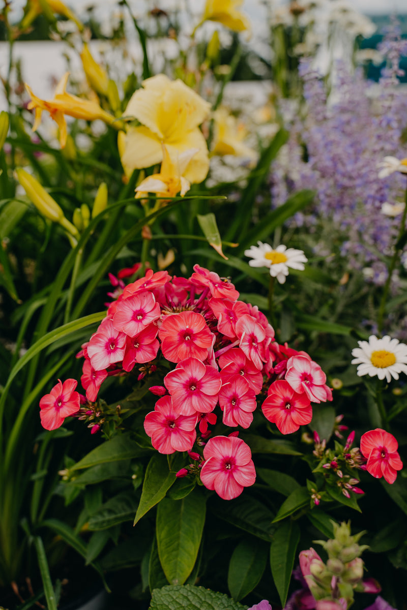 All Perennials