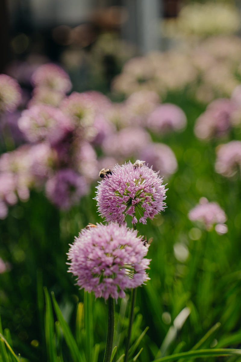 Deer Resistant Perennials