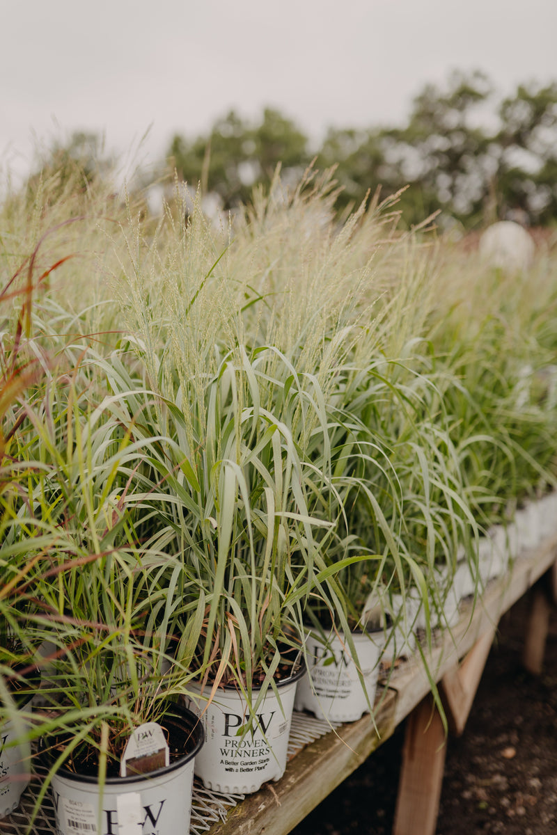 Grasses