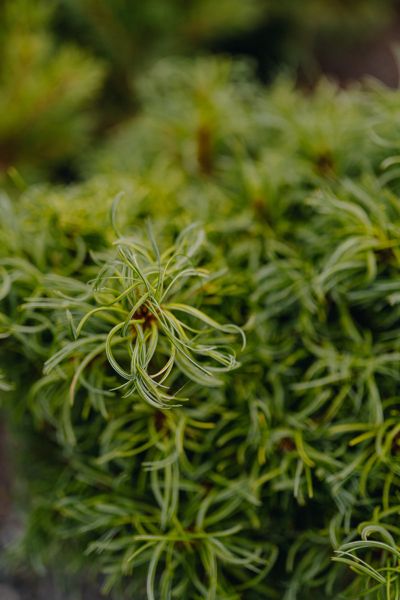 Evergreen Shrubs