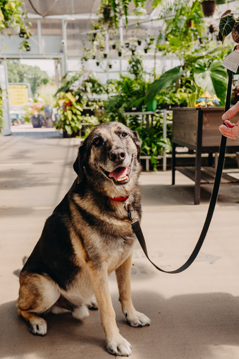 Pet Friendly Houseplants