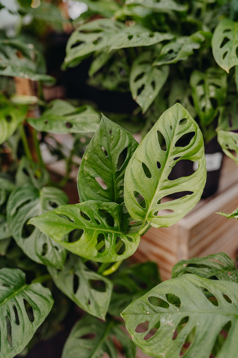 Mystery Houseplant Packs