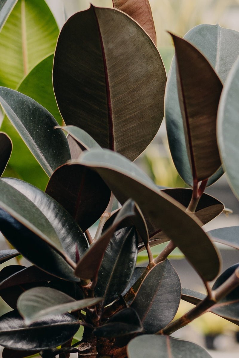 Beginner Friendly Houseplants