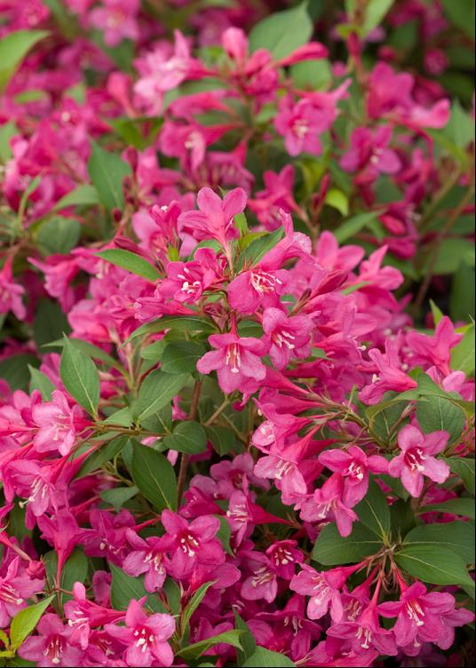 Blooming Shrubs