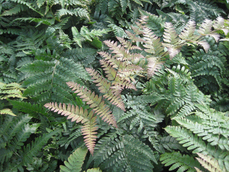 Ferns
