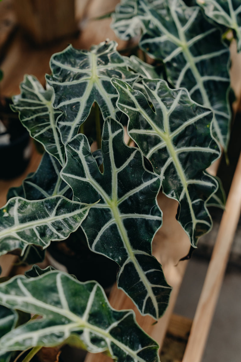 Tropical Foliage