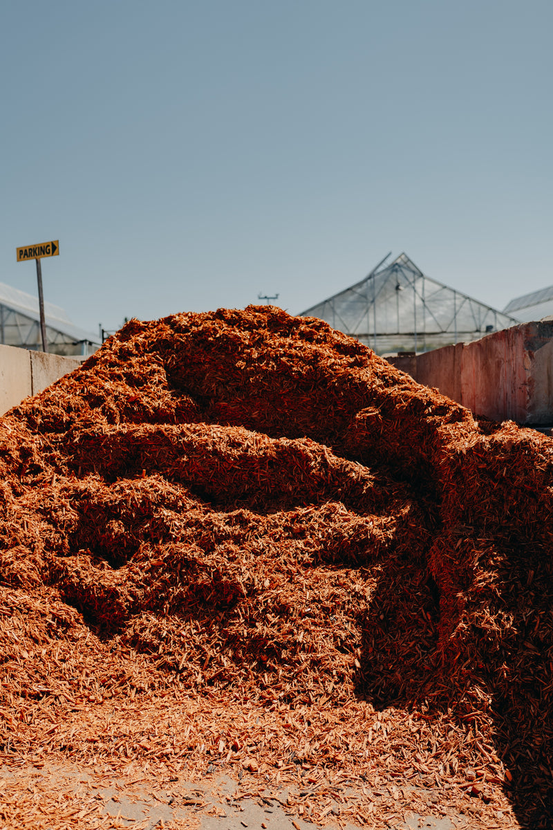 Gold Mulch