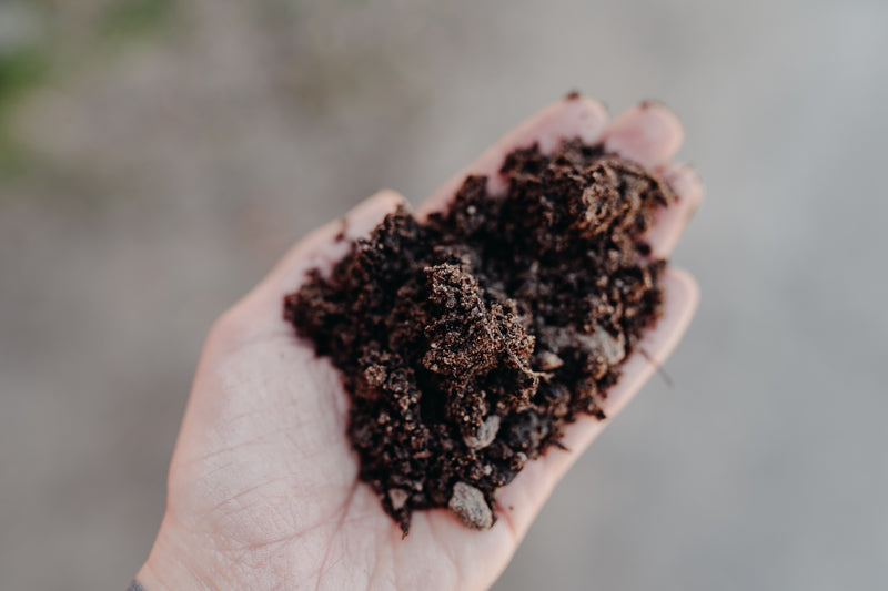 Black Dirt