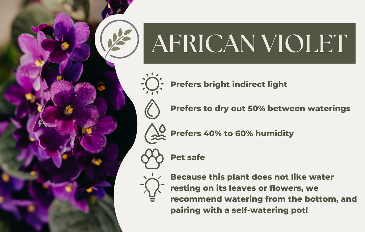 AFRICAN VIOLET
