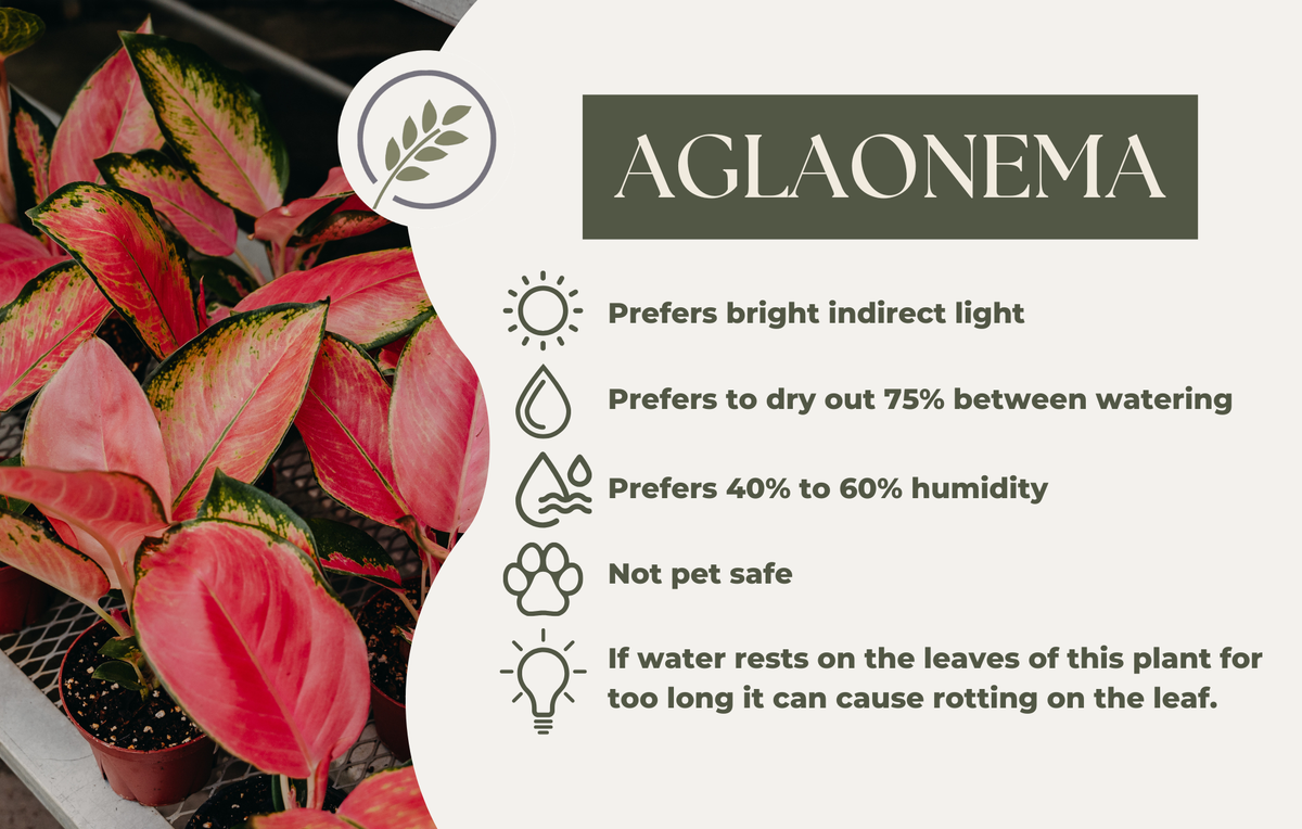 AGLAONEMA
