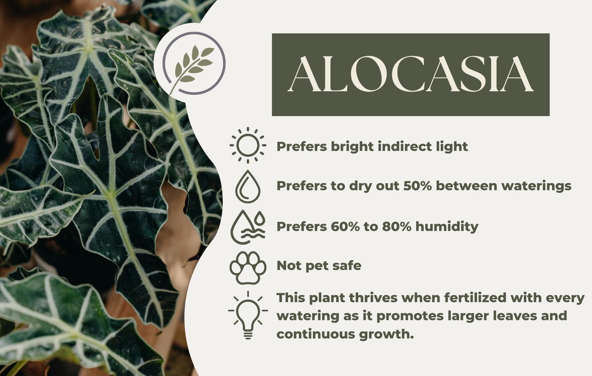 ALOCASIA