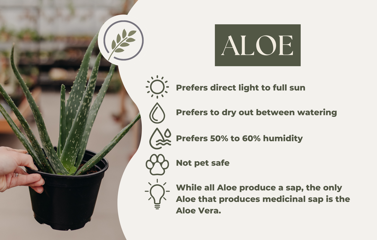 ALOE