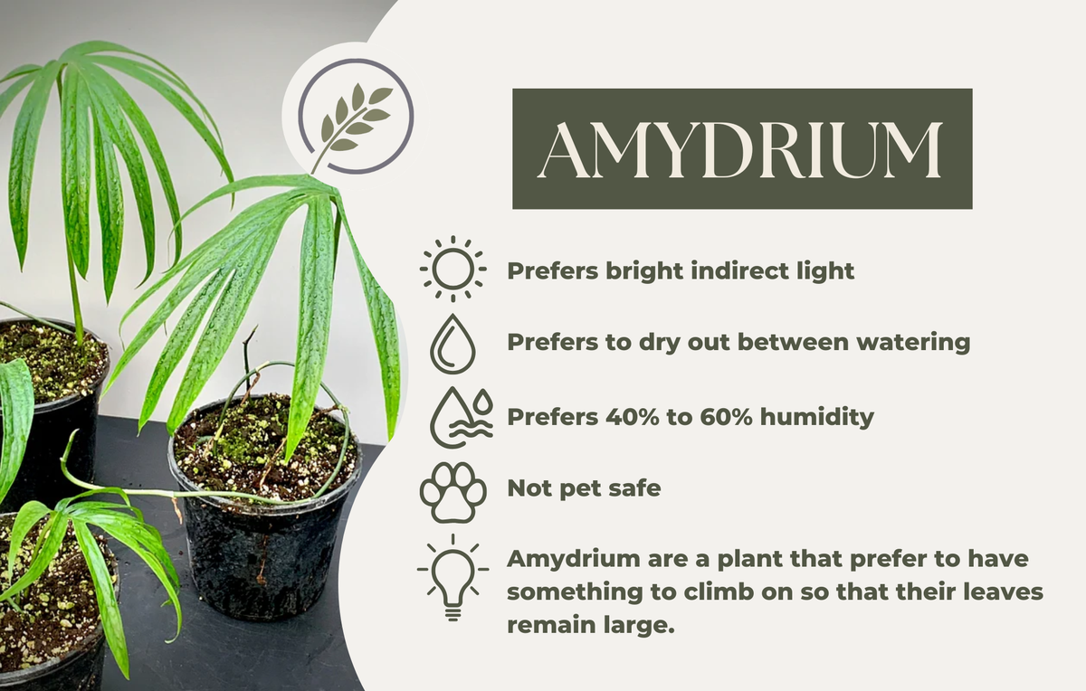 AMYDRIUM