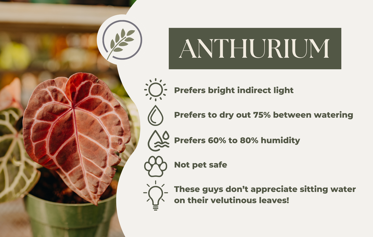 ANTHURIUM