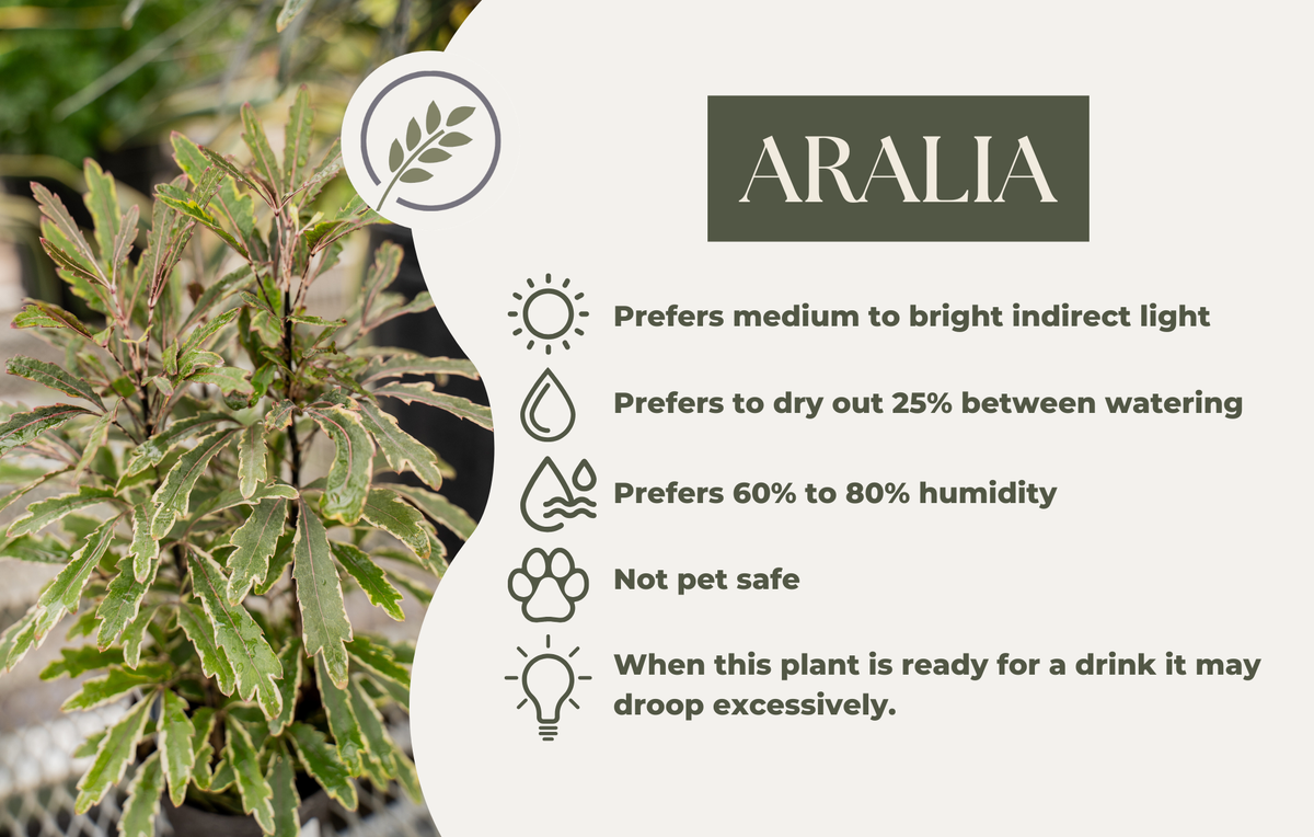 ARALIA