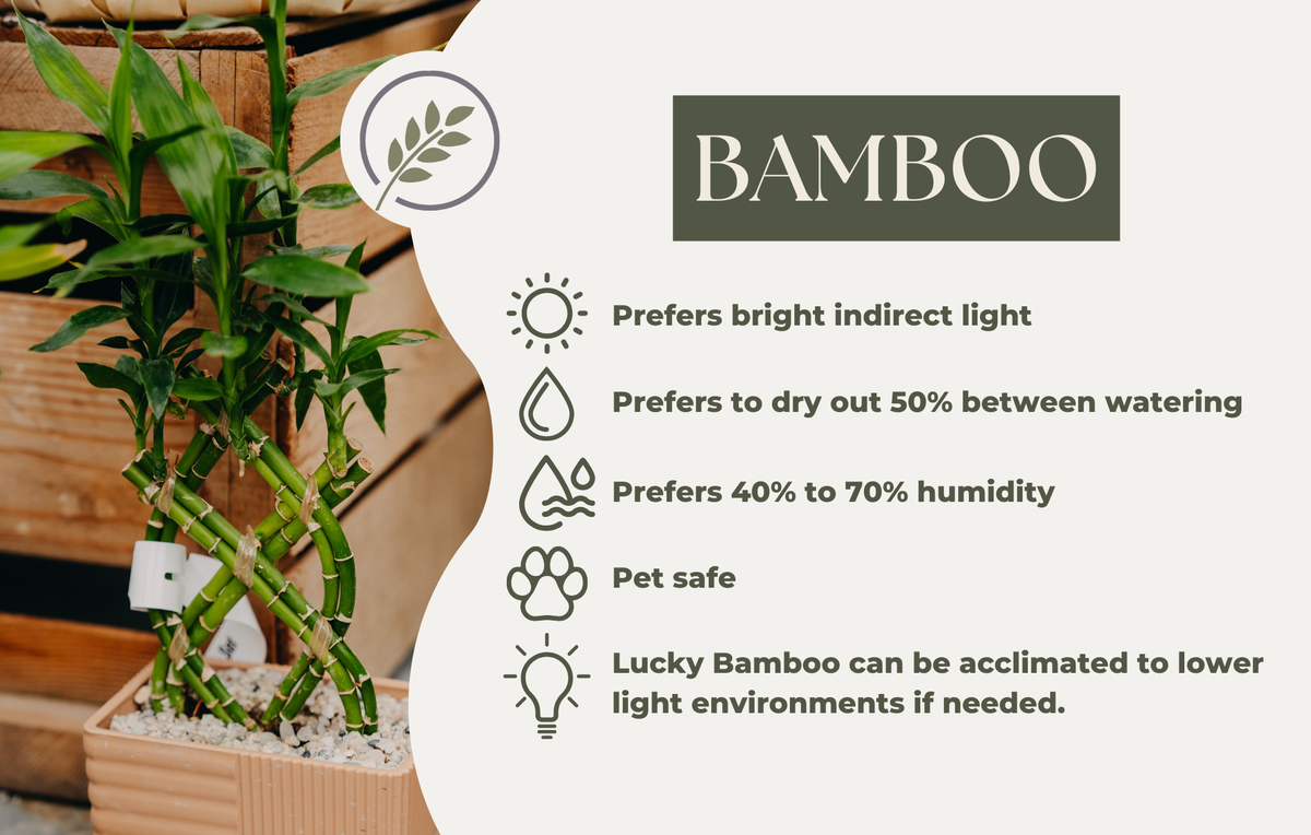 BAMBOO