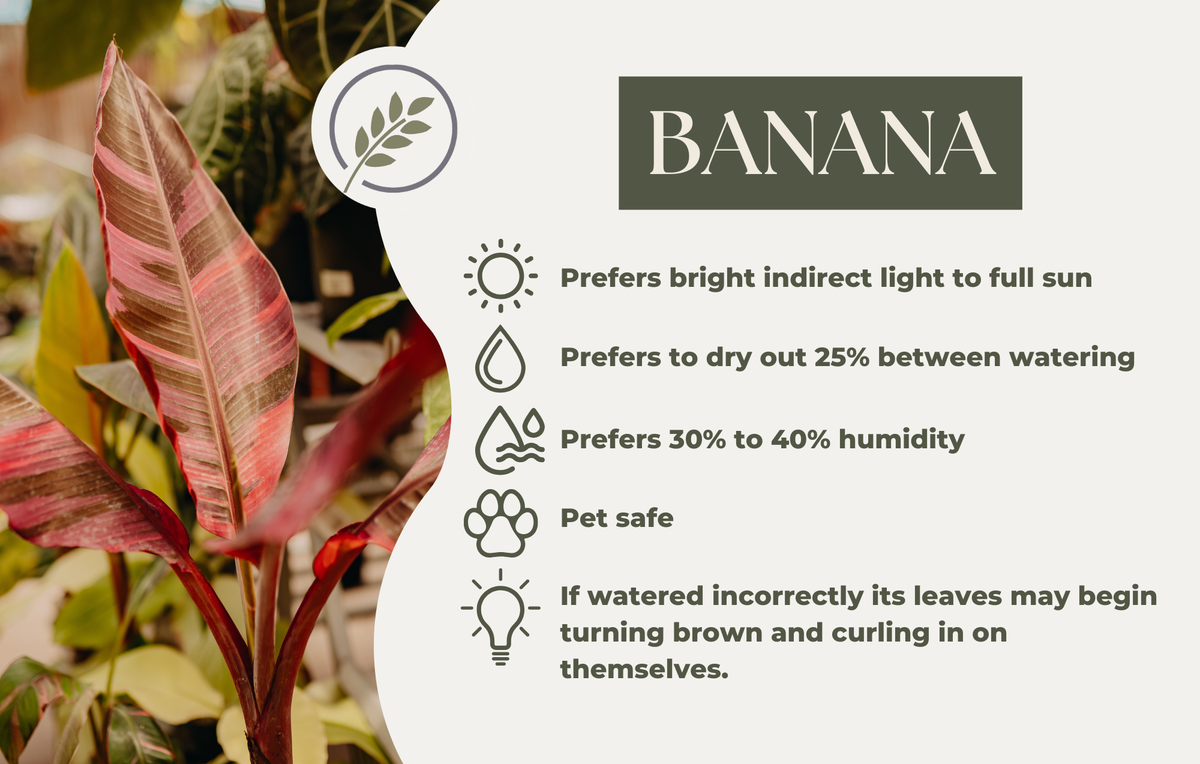 BANANA