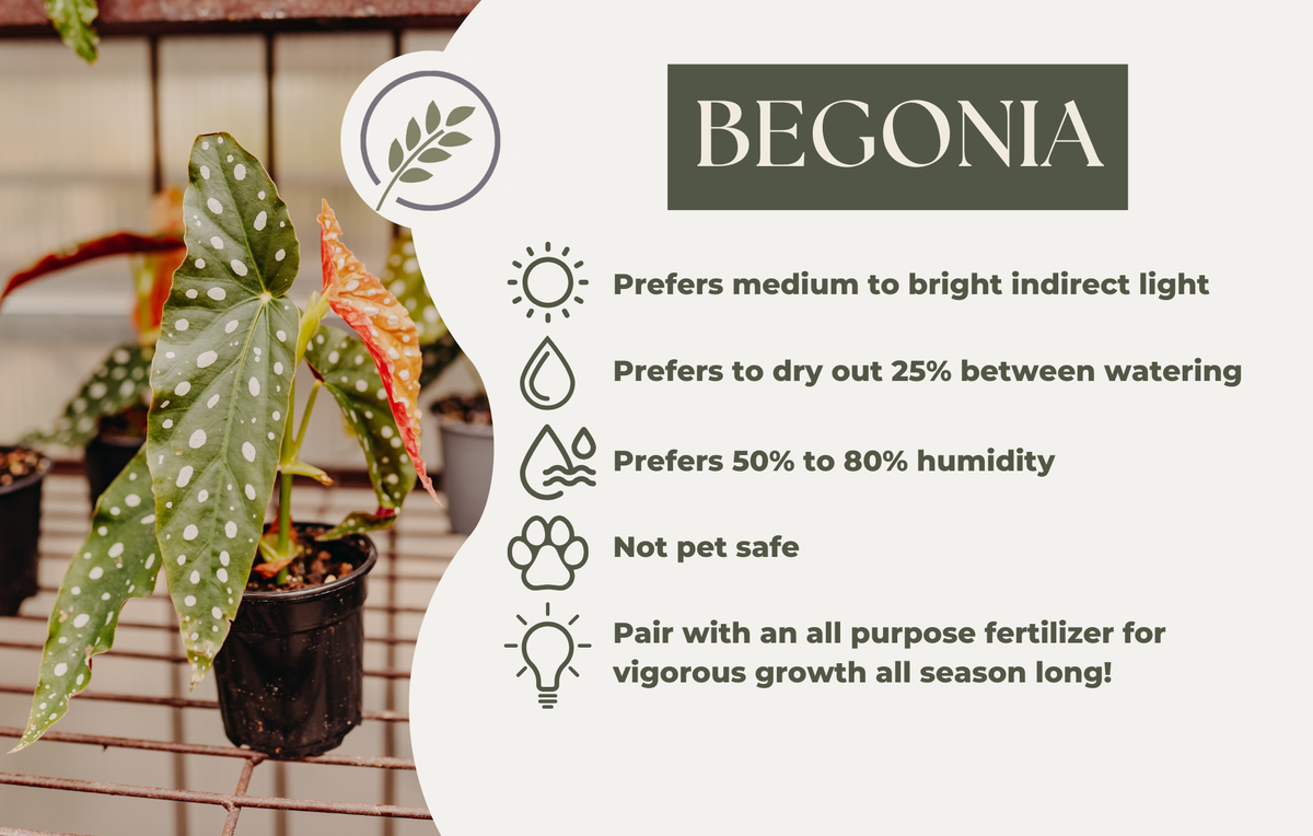BEGONIA