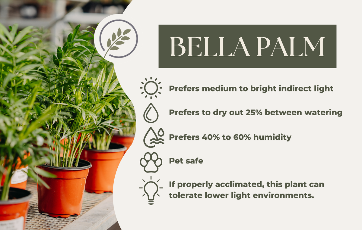 BELLA PALM