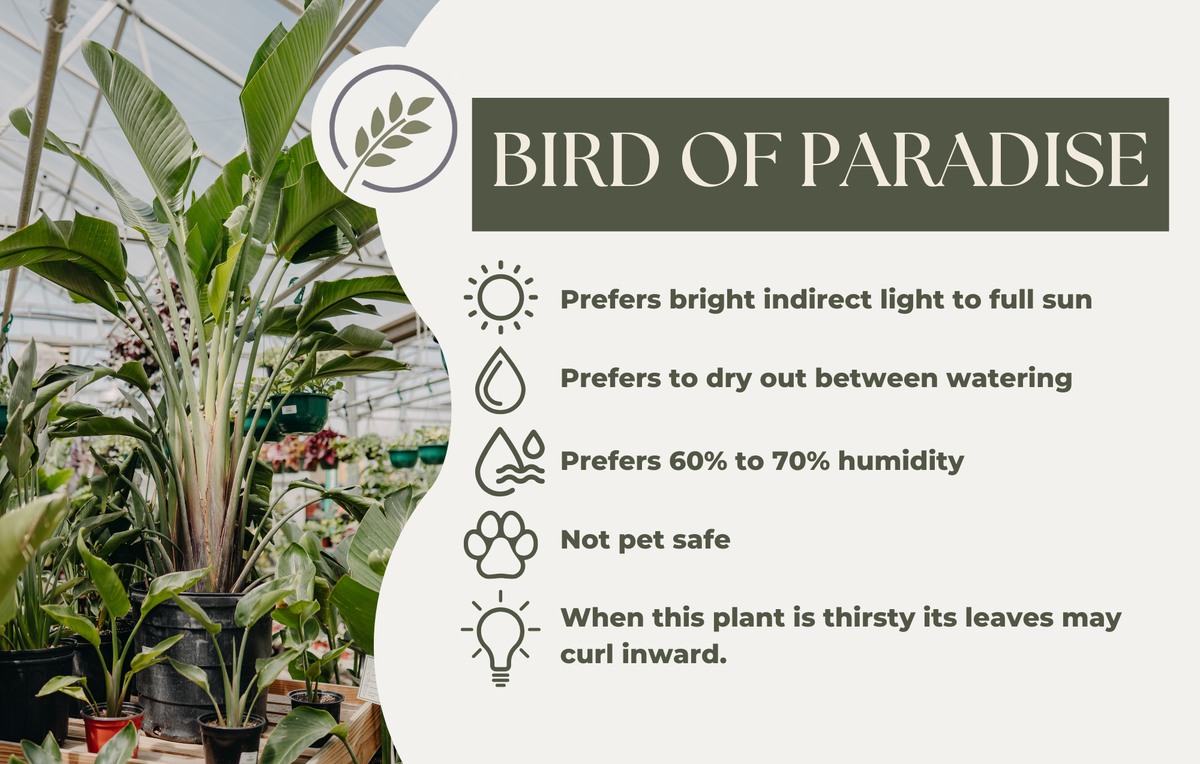 BIRD OF PARADISE