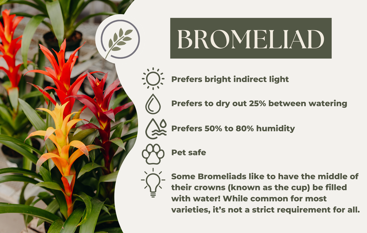 BROMELIAD