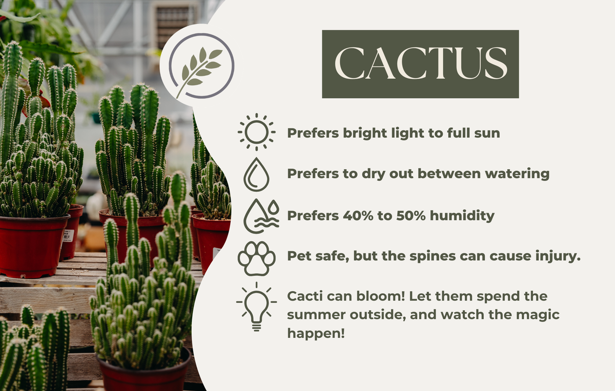 CACTUS