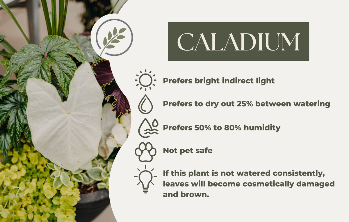 CALADIUM