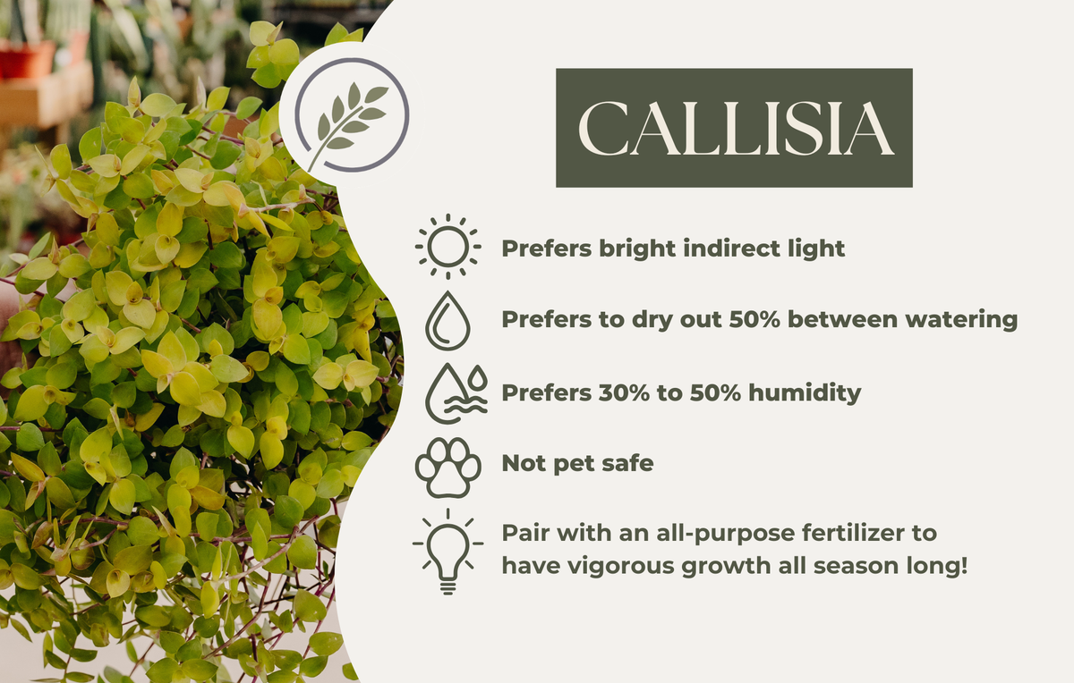 CALLISIA