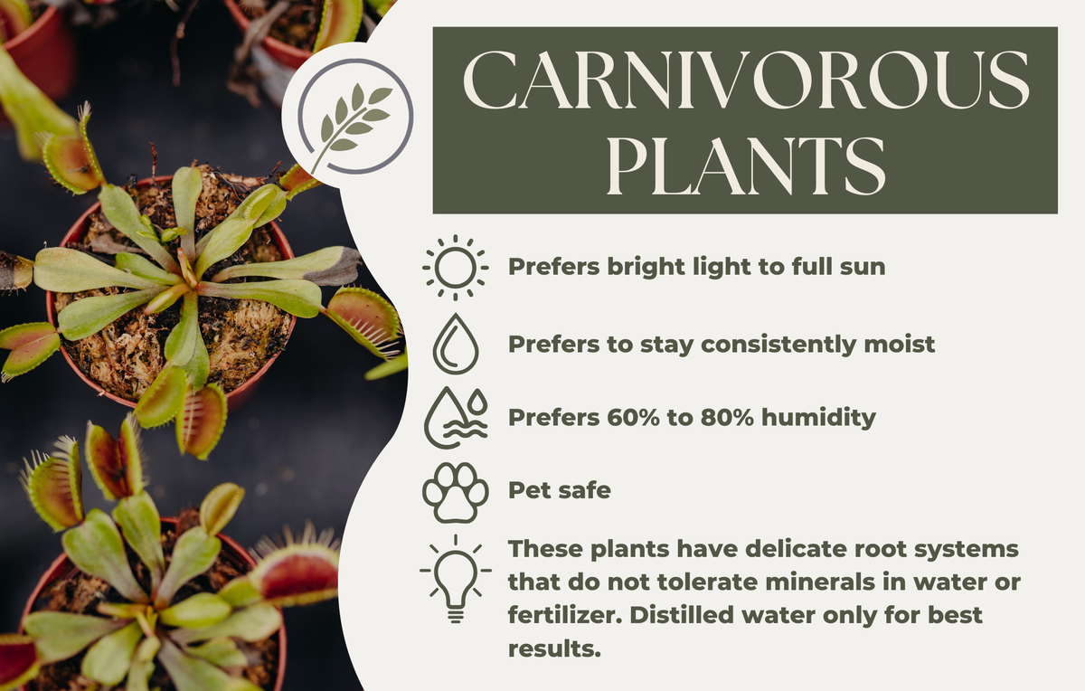 CARNIVOROUS PLANTS