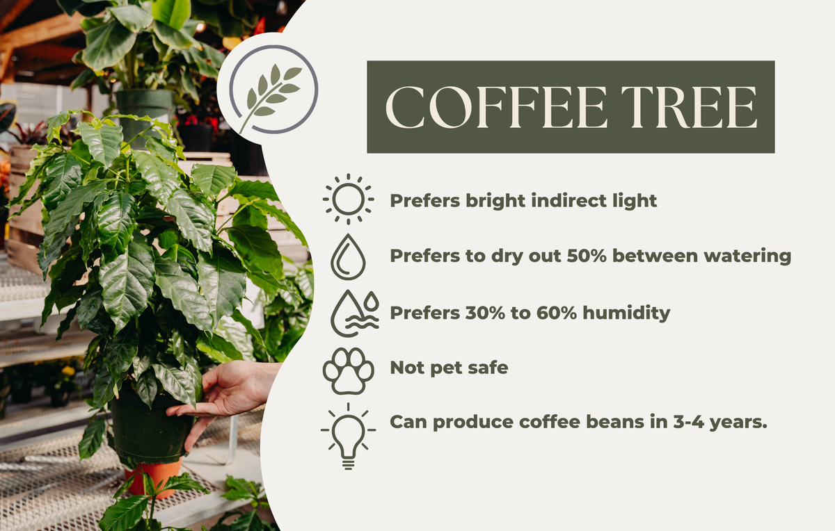 COFFEE TREE